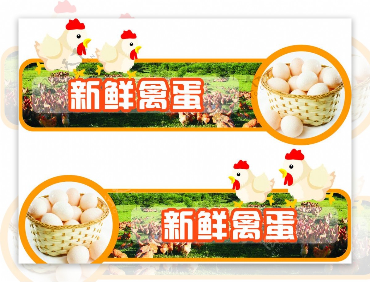 超市吊牌新鲜禽蛋图片