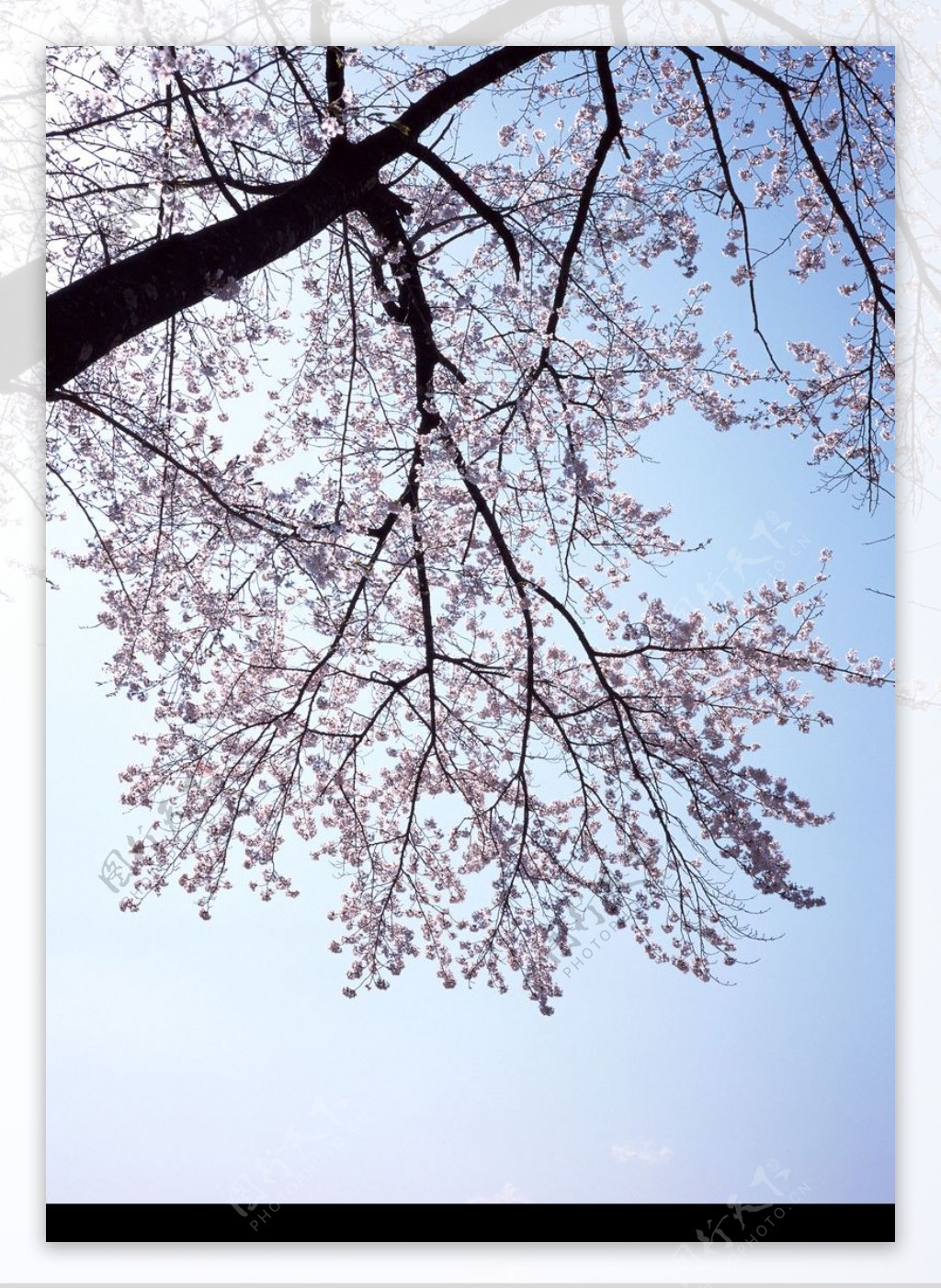 樱花与富士山0013