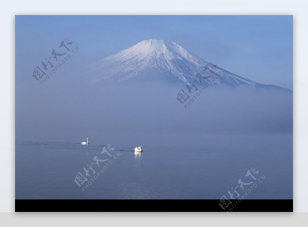 樱花与富士山0186