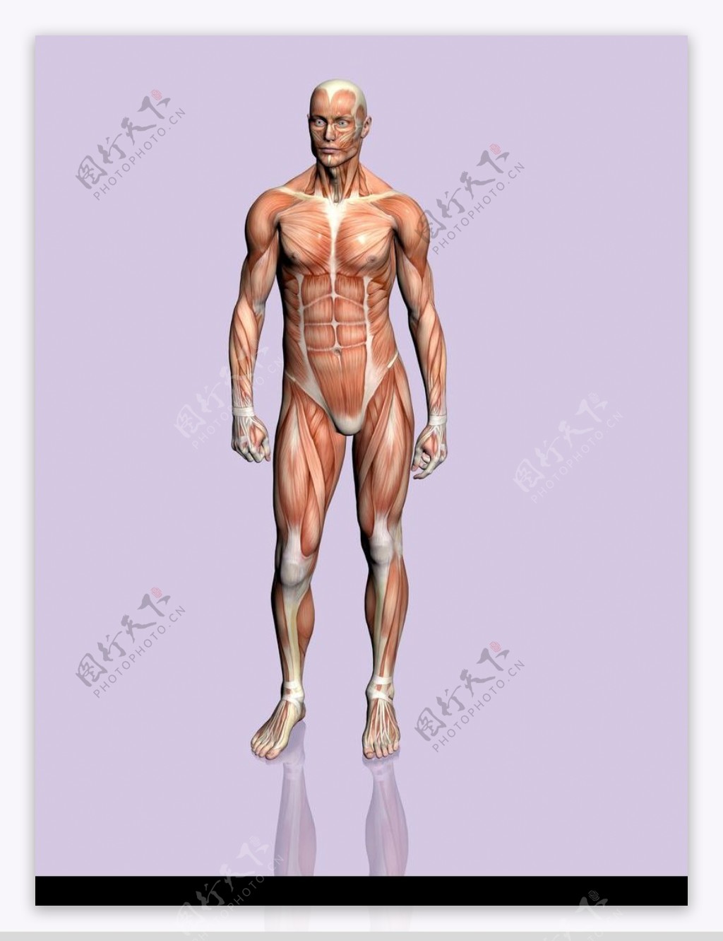 肌肉人体模型0014