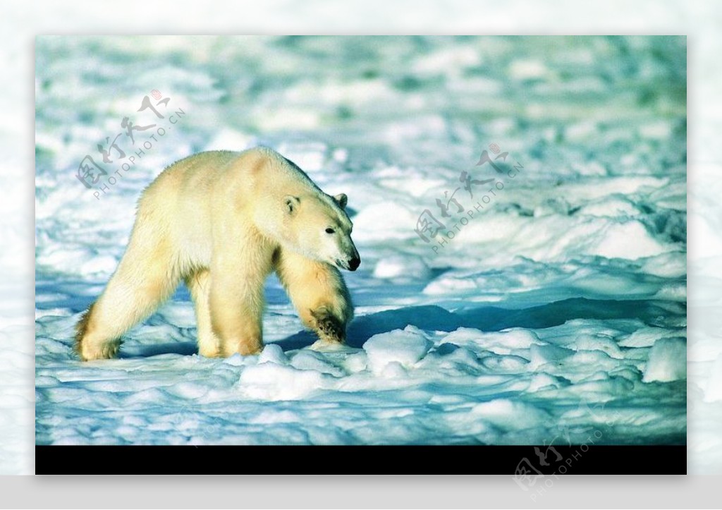 海狮冰雪熊0115