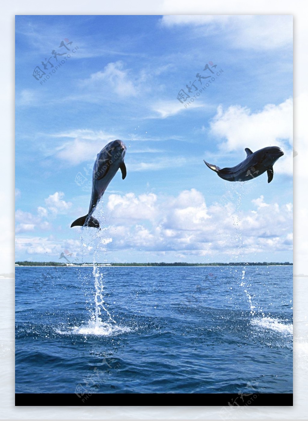 海豚鲸鱼企鹅0109
