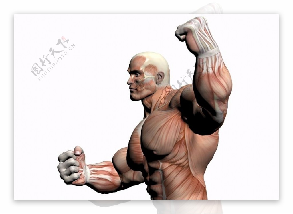 肌肉人体模型0101