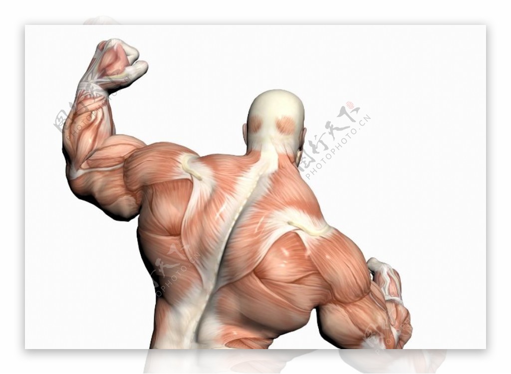 肌肉人体模型0103