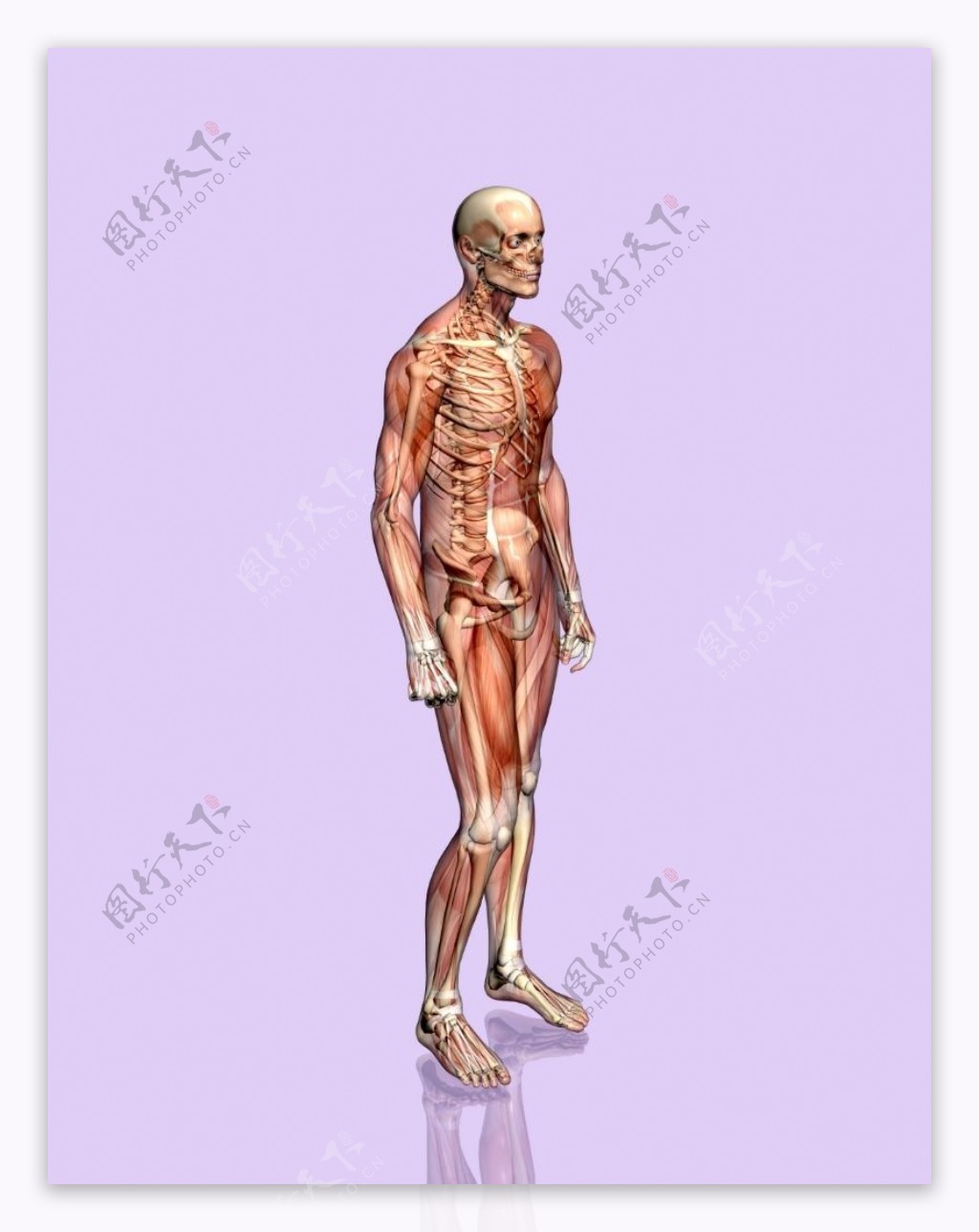 肌肉人体模型0152