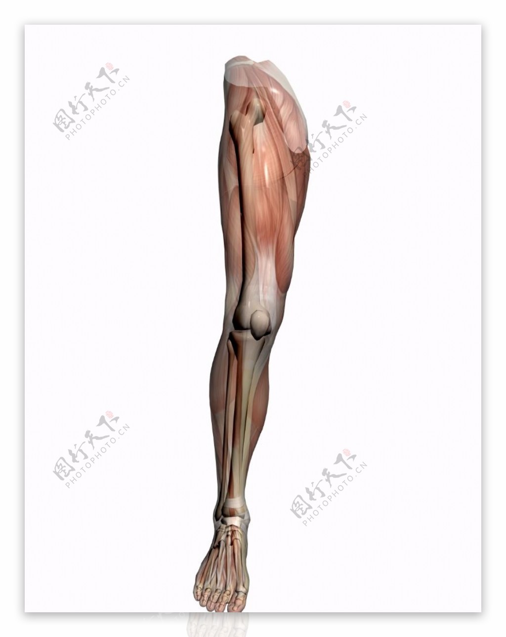 肌肉人体模型0157