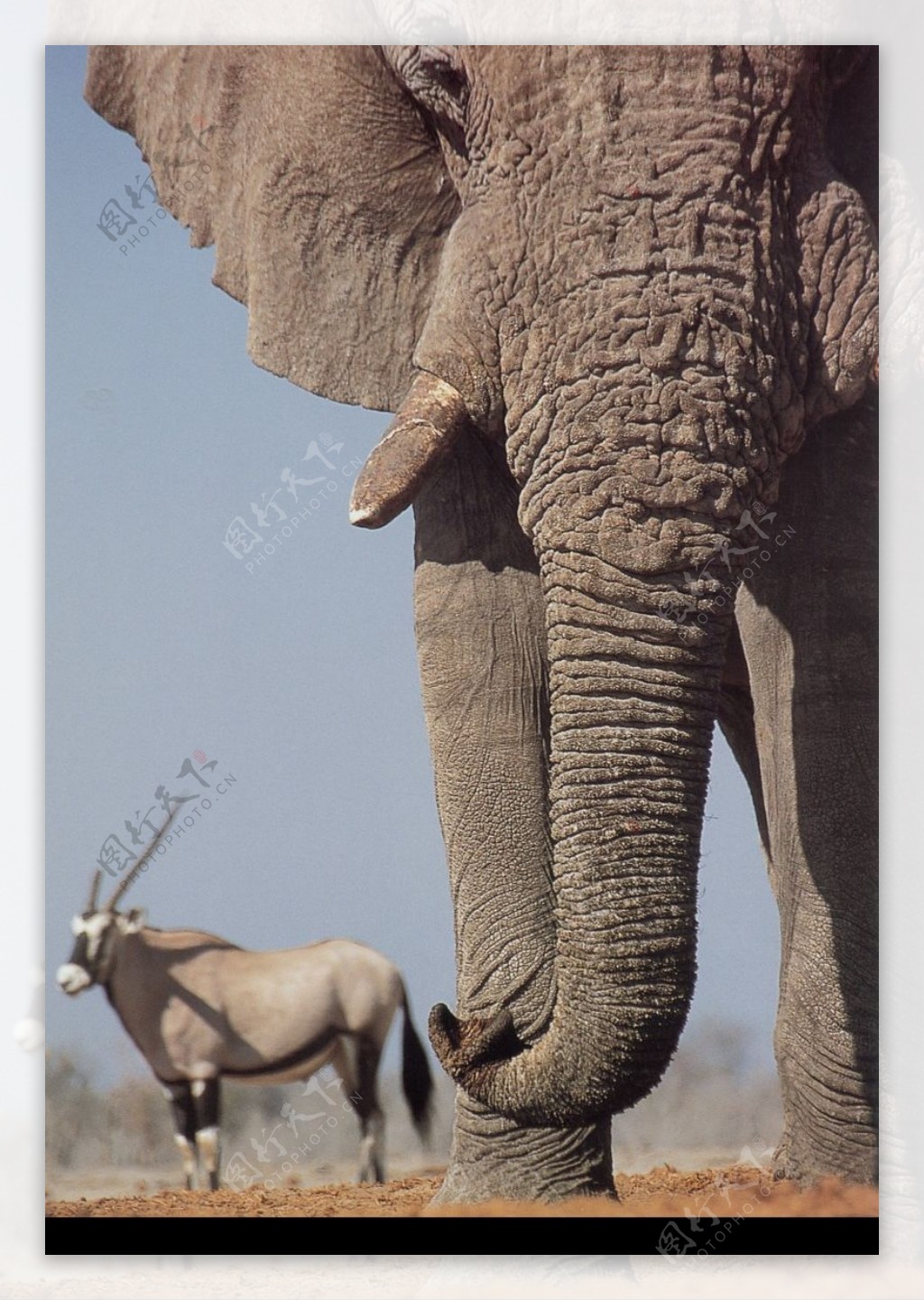 大象王国0085