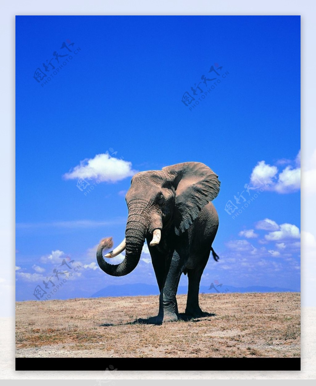 大象王国0088