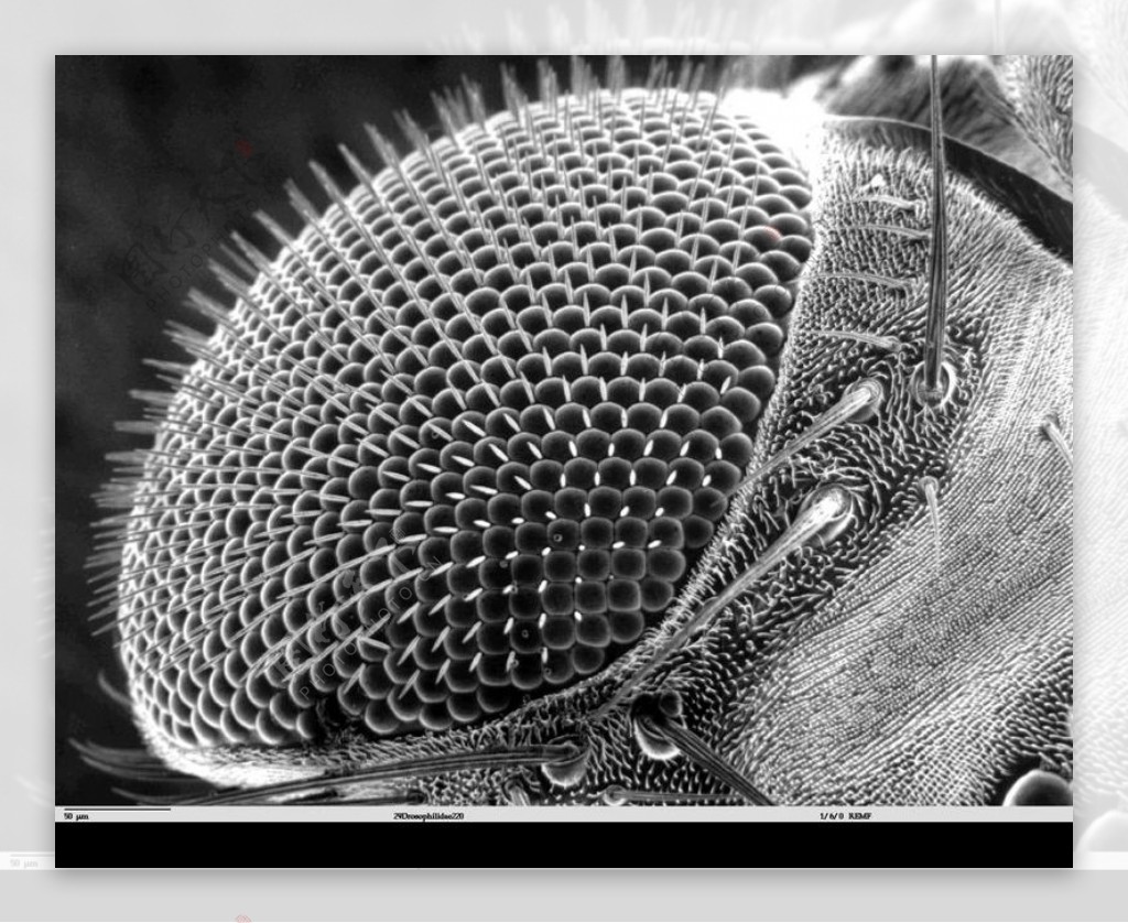昆虫显微镜图片0028
