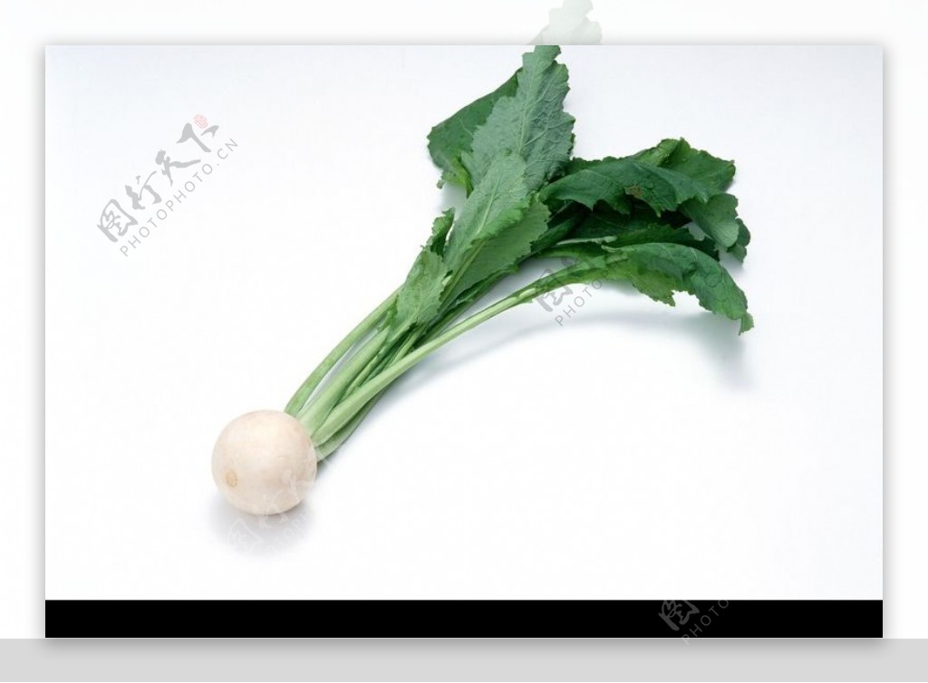 蔬菜瓜果0183