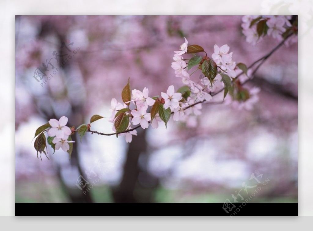 油菜花开0167