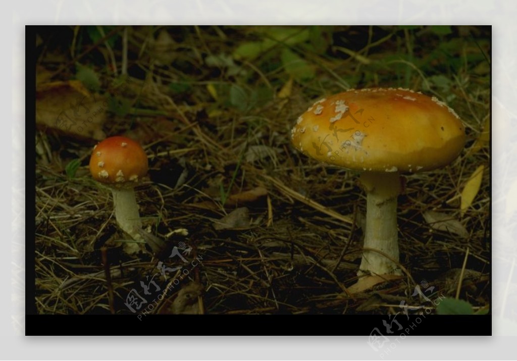 野生蘑菇0072