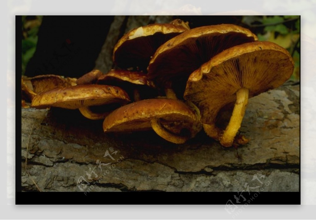 野生蘑菇0075