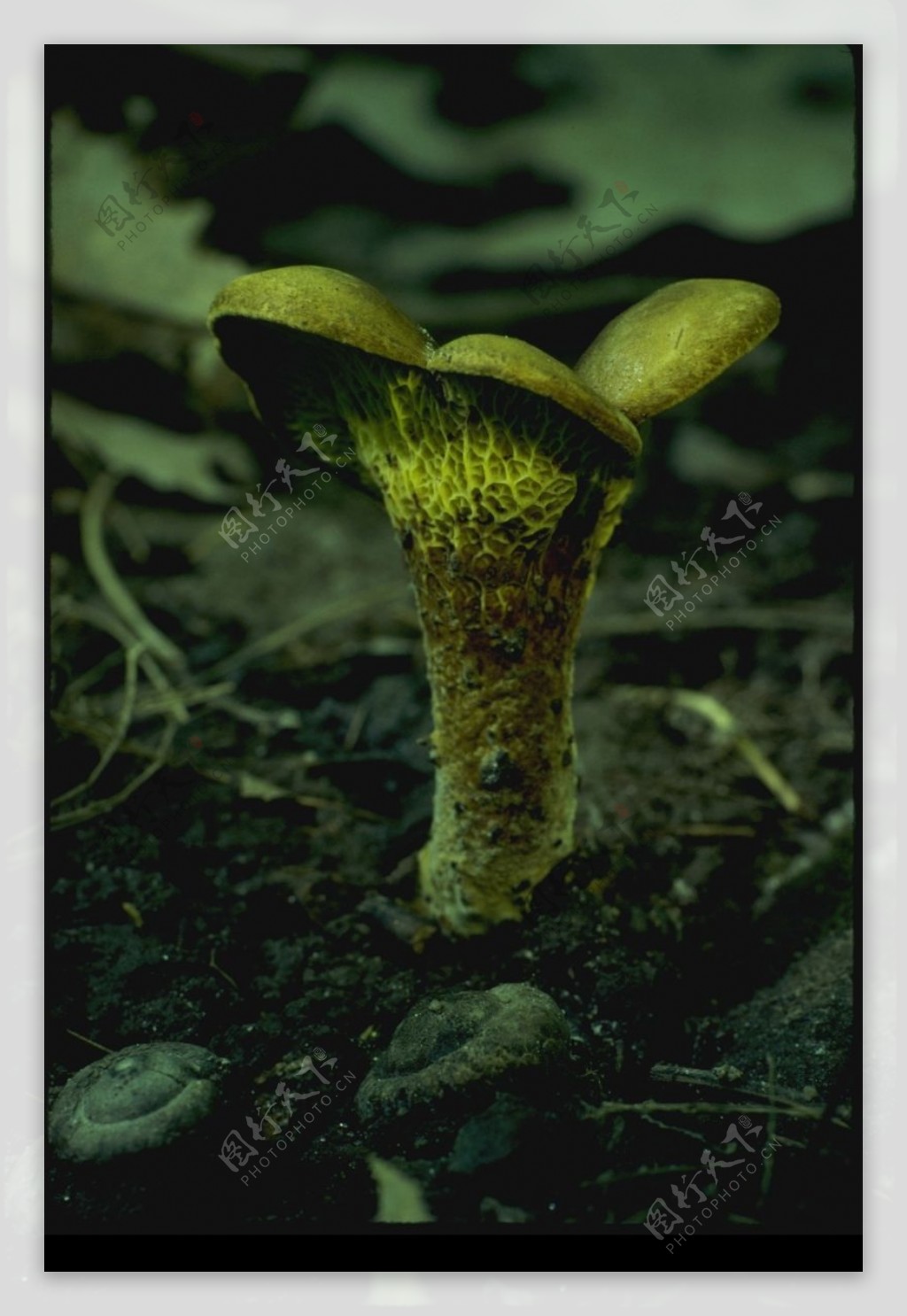 野生蘑菇0082