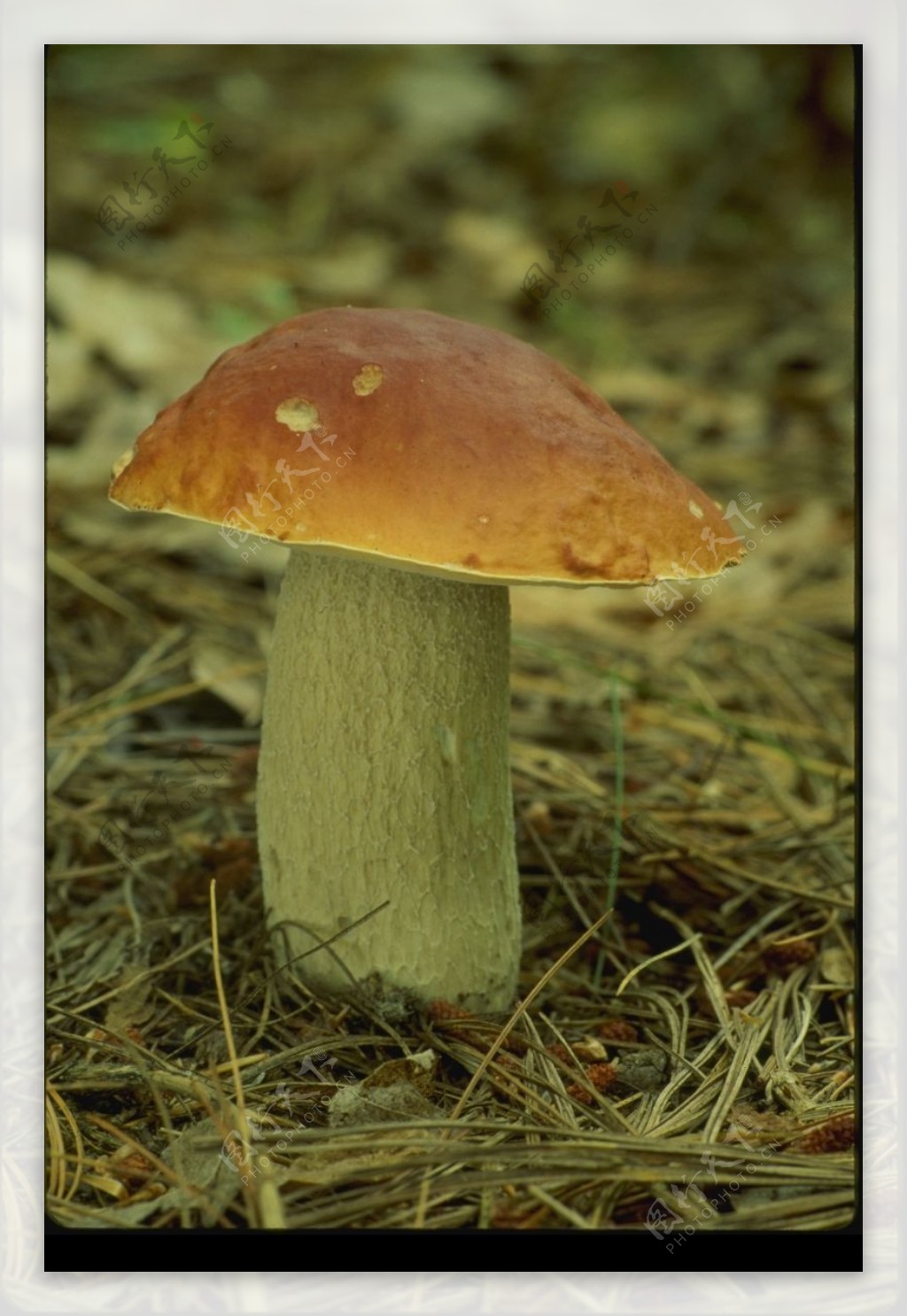 野生蘑菇0084