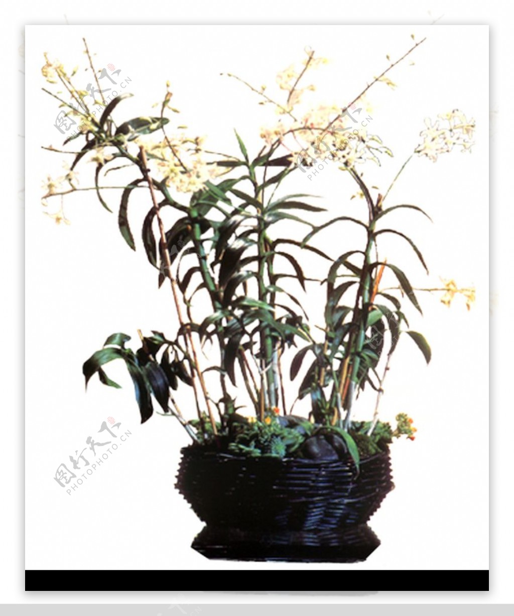 室内植物0124