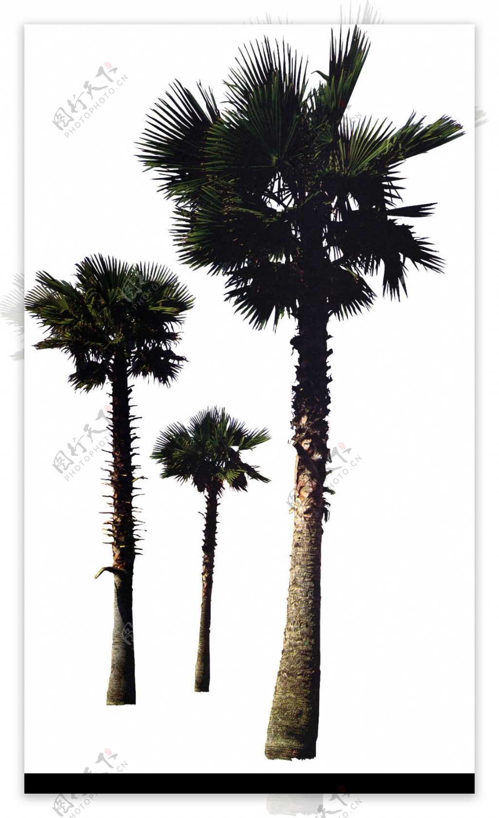 棕榈及椰树0021