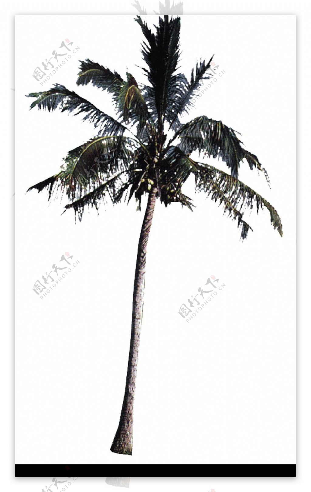 棕榈及椰树0029