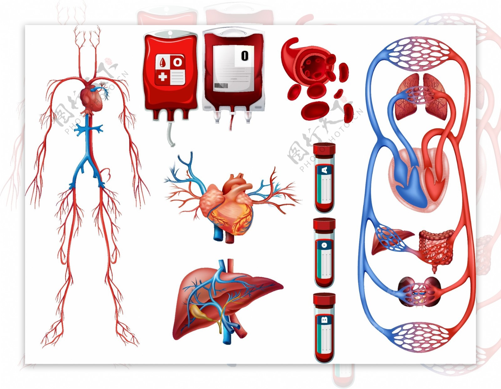 血液类型和呼吸系统插图