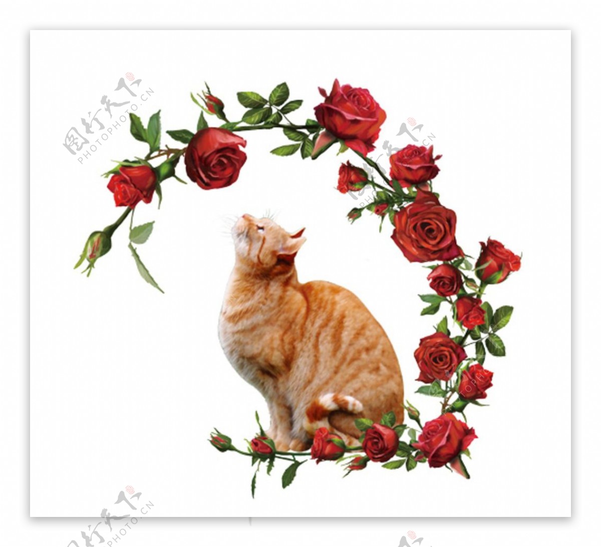 猫和玫瑰