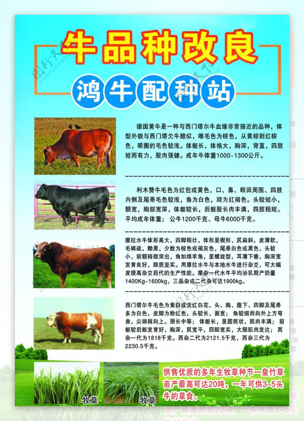 牛品种改良宣传单页
