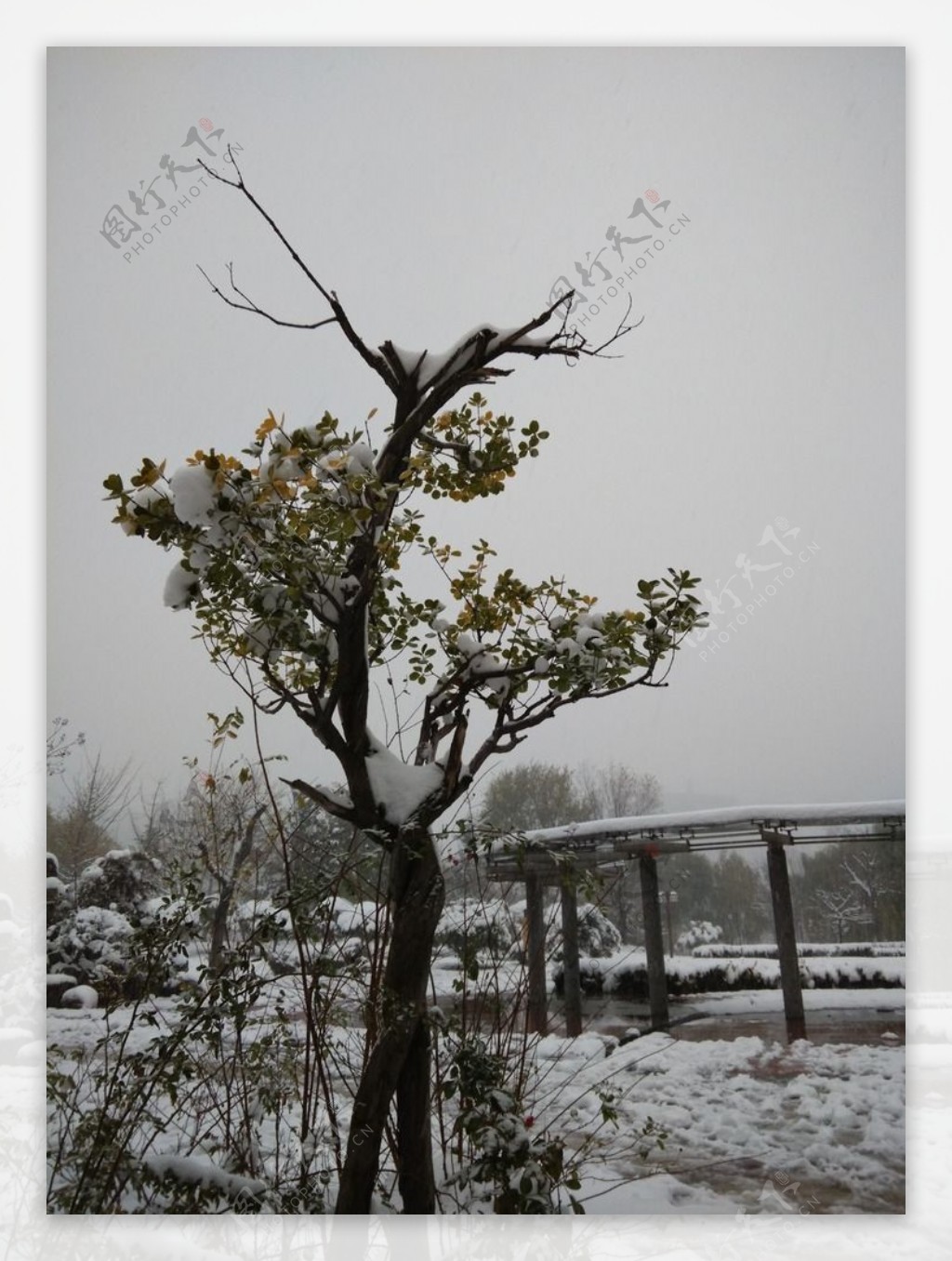 雪中的树