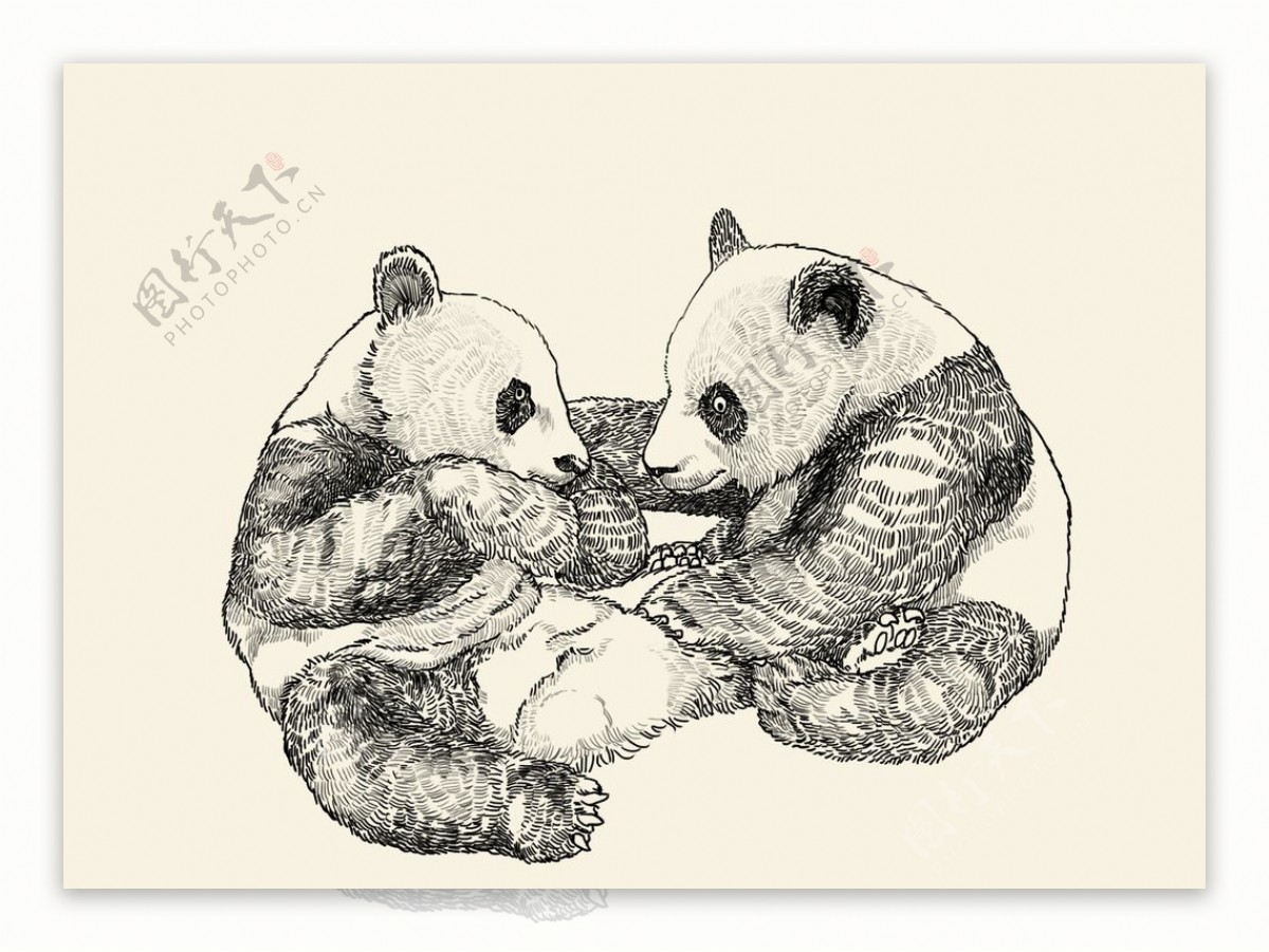 熊猫手绘线描