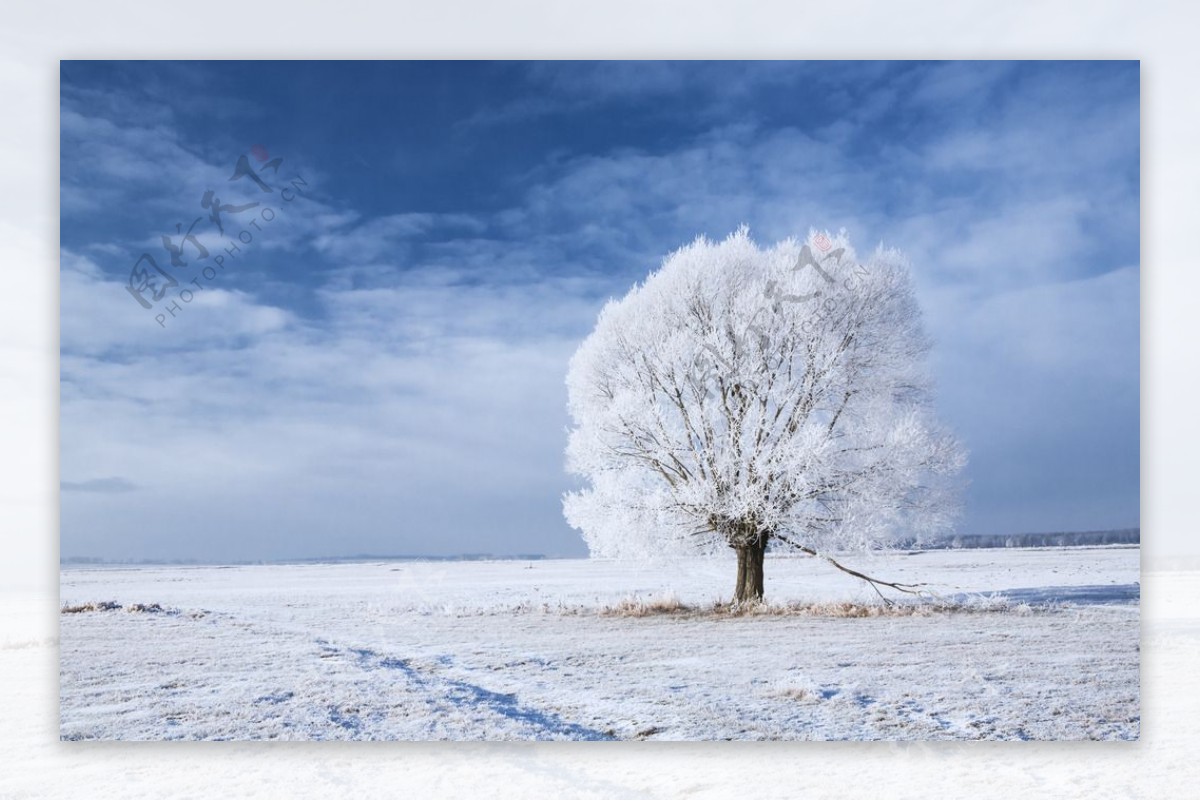 被霜冻的树木