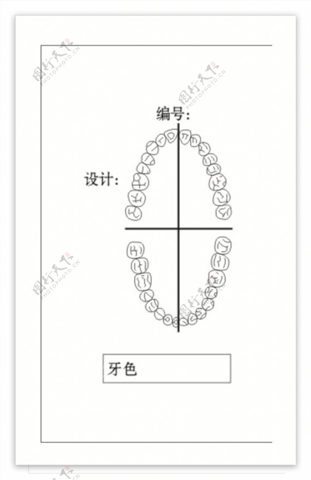 牙构造图