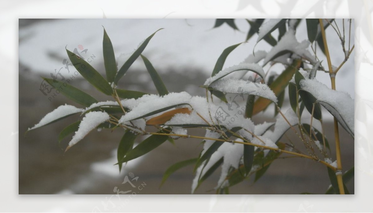 竹叶上的积雪