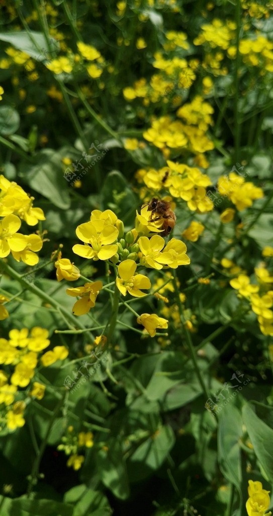 油菜花