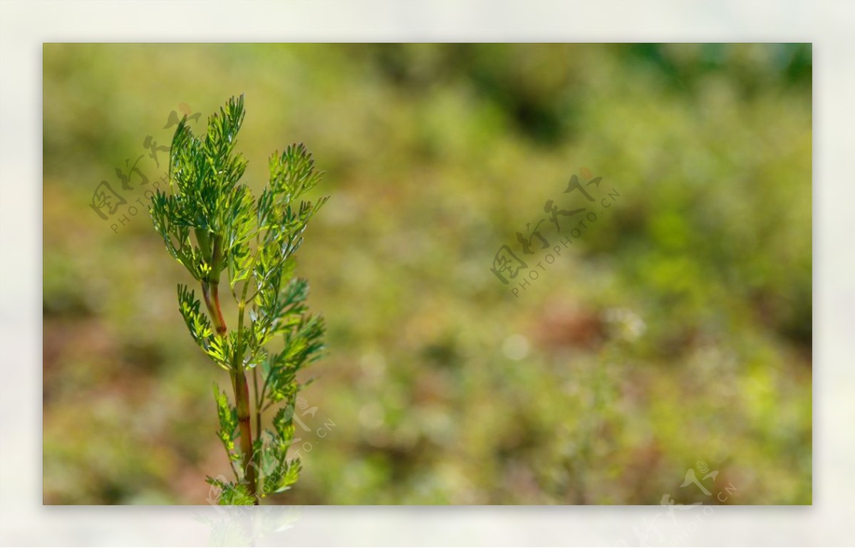 生机小草