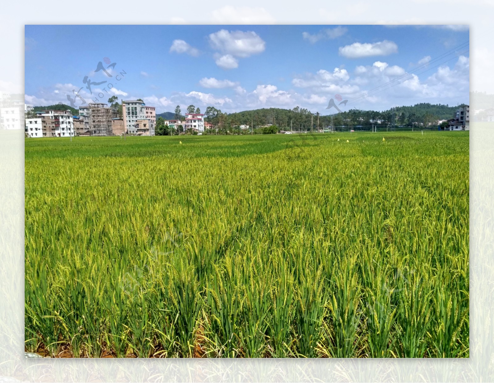 乡村田野