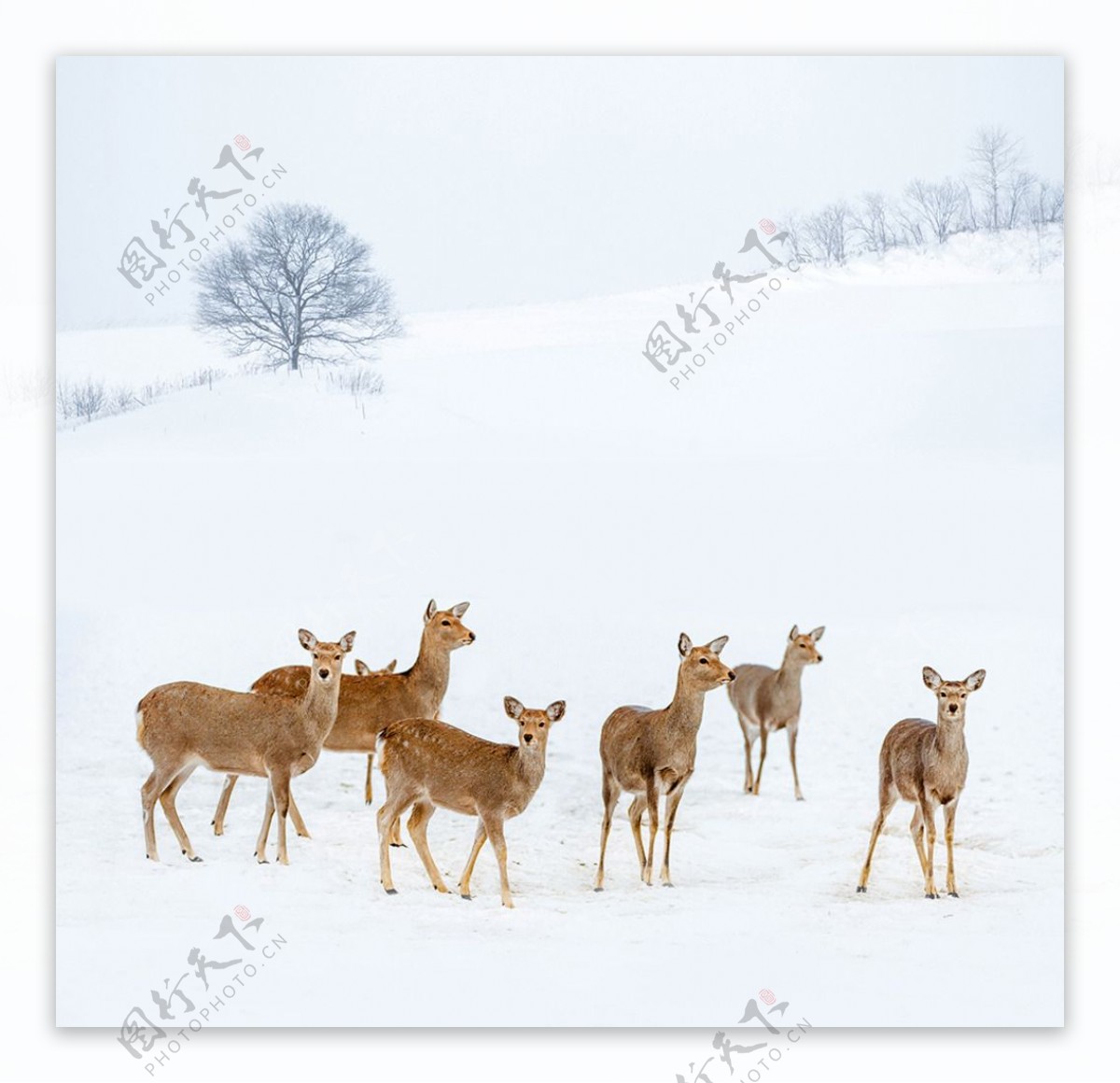 冬天的小鹿摄影