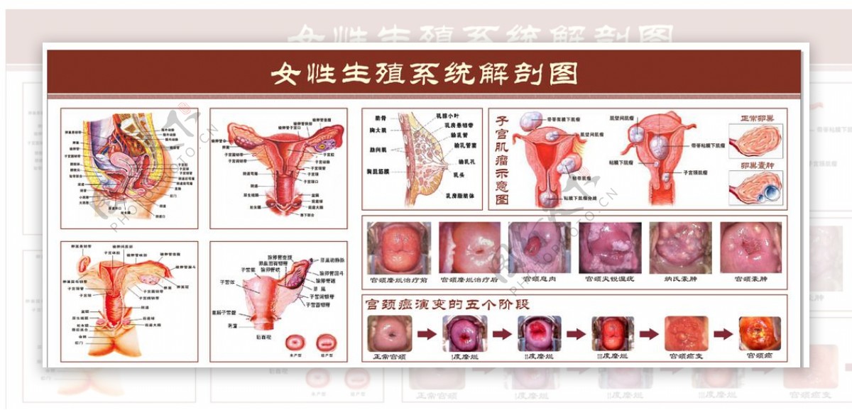 女性生殖系统解剖图