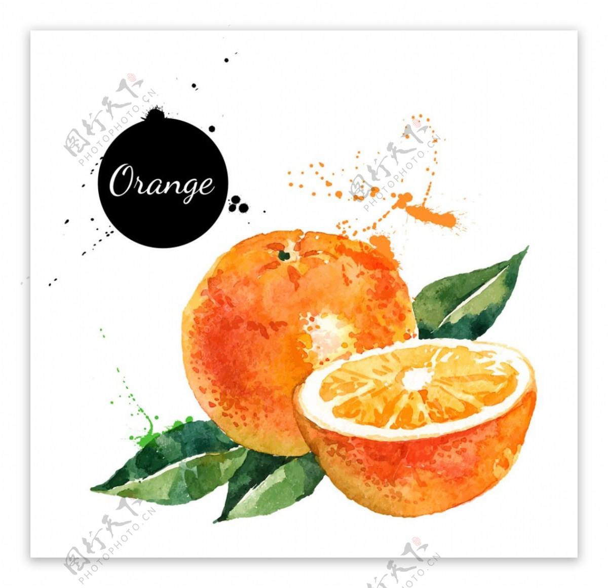 彩绘橙子矢量设计素材
