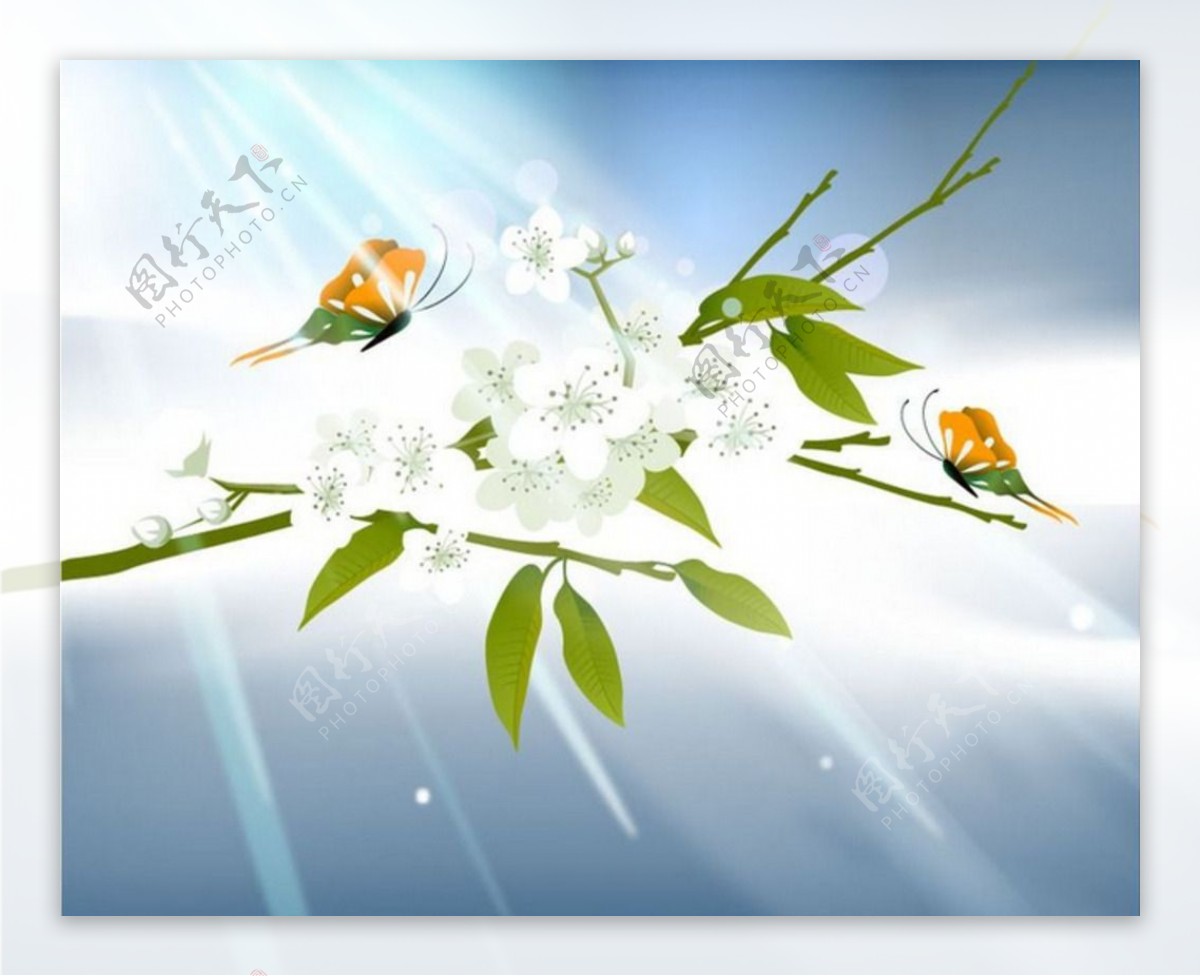 树枝白花和蝴蝶