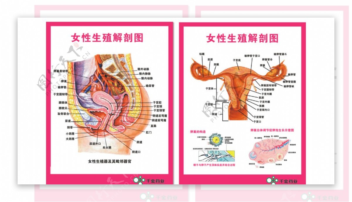女性人体解剖图cdrx4