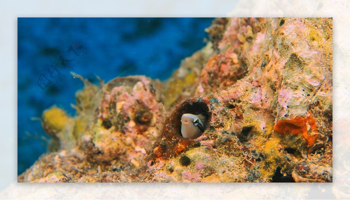 海底珊瑚礁摄影