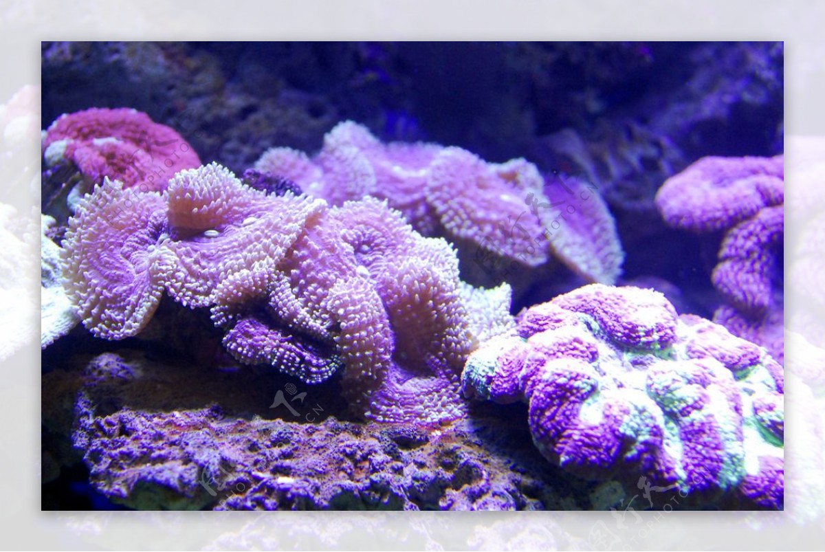 脑状珊瑚
