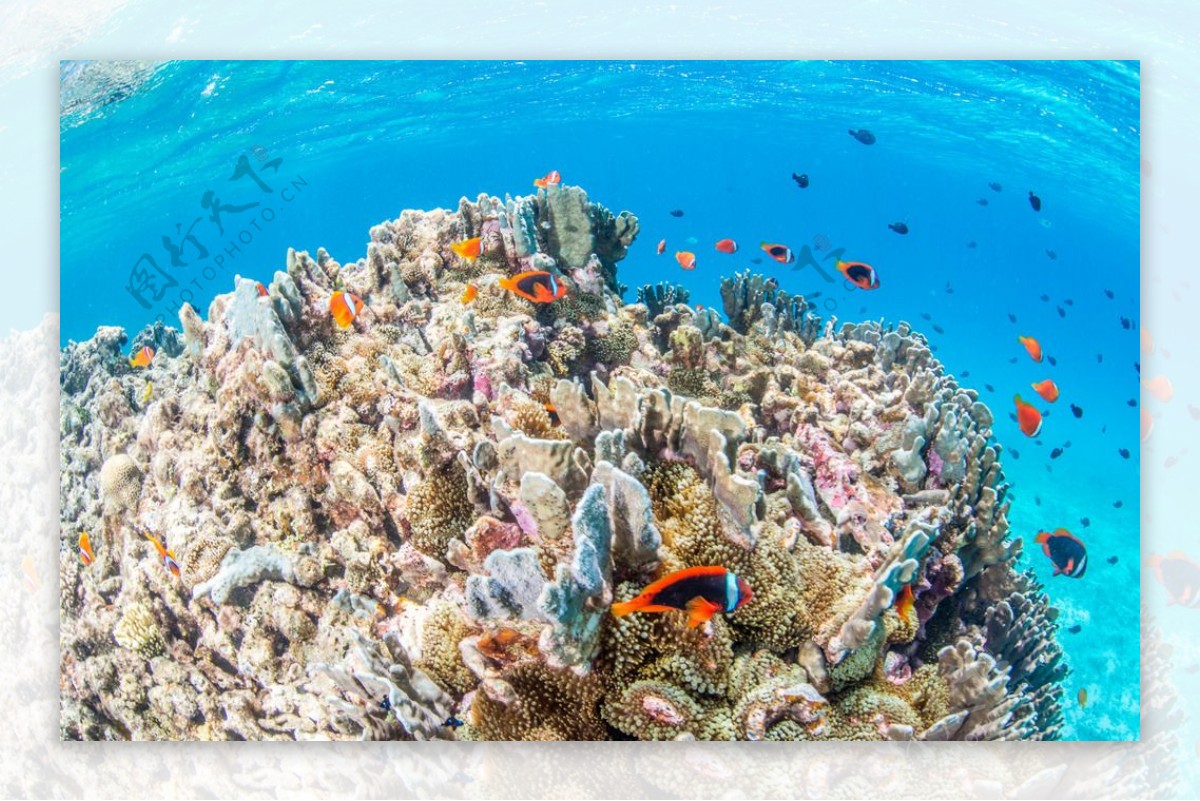 海底珊瑚礁