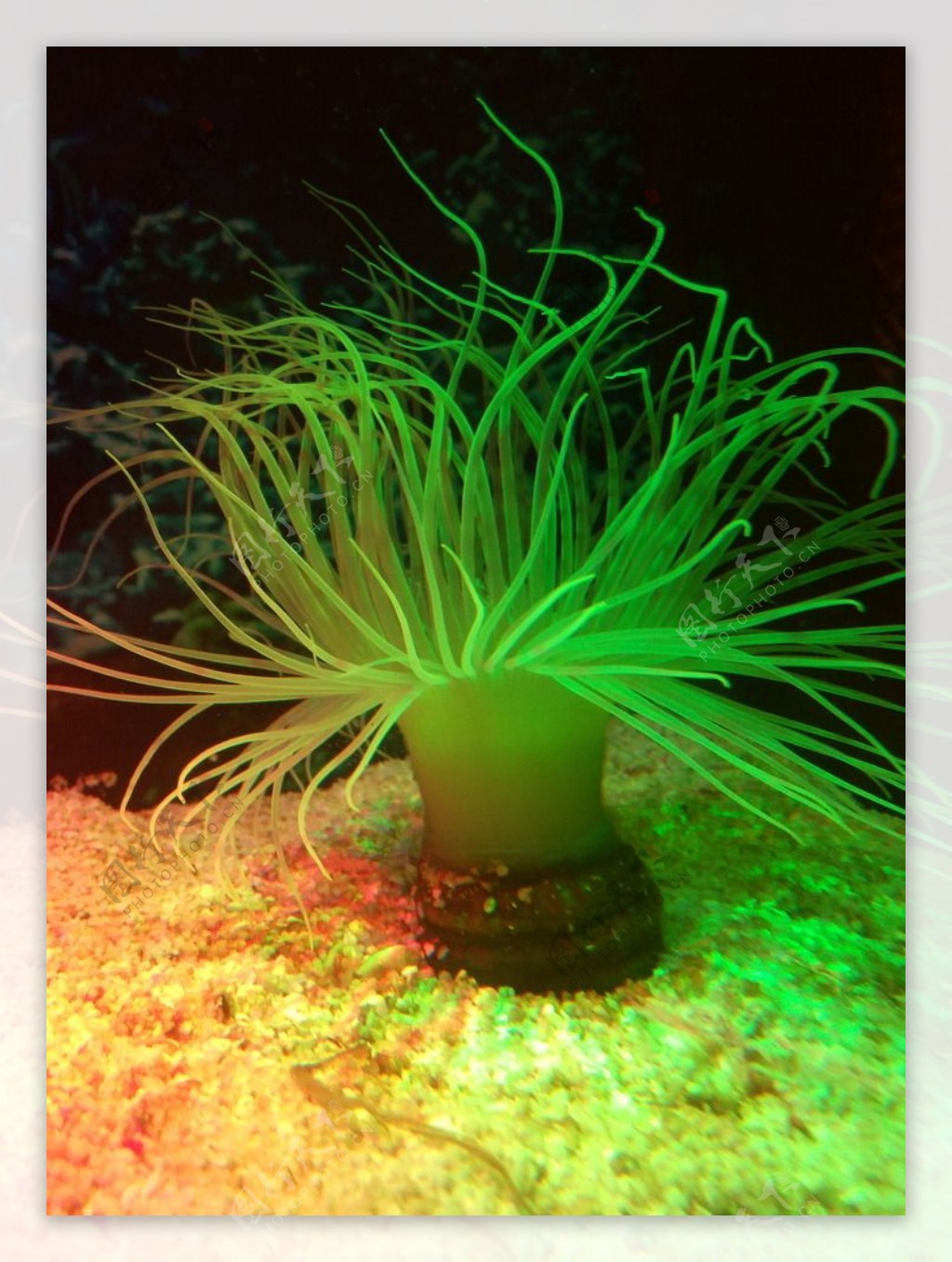 海底水生植物