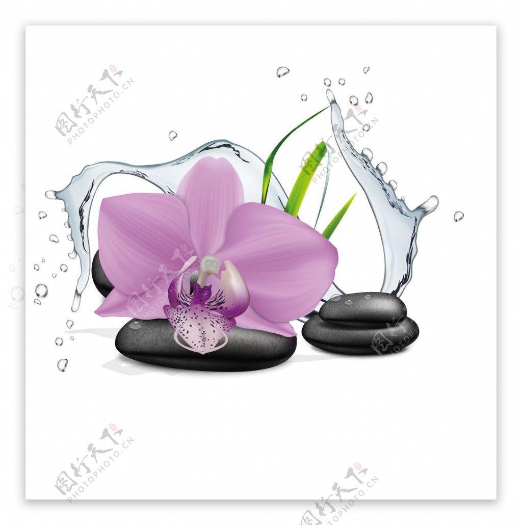 花与水疗石