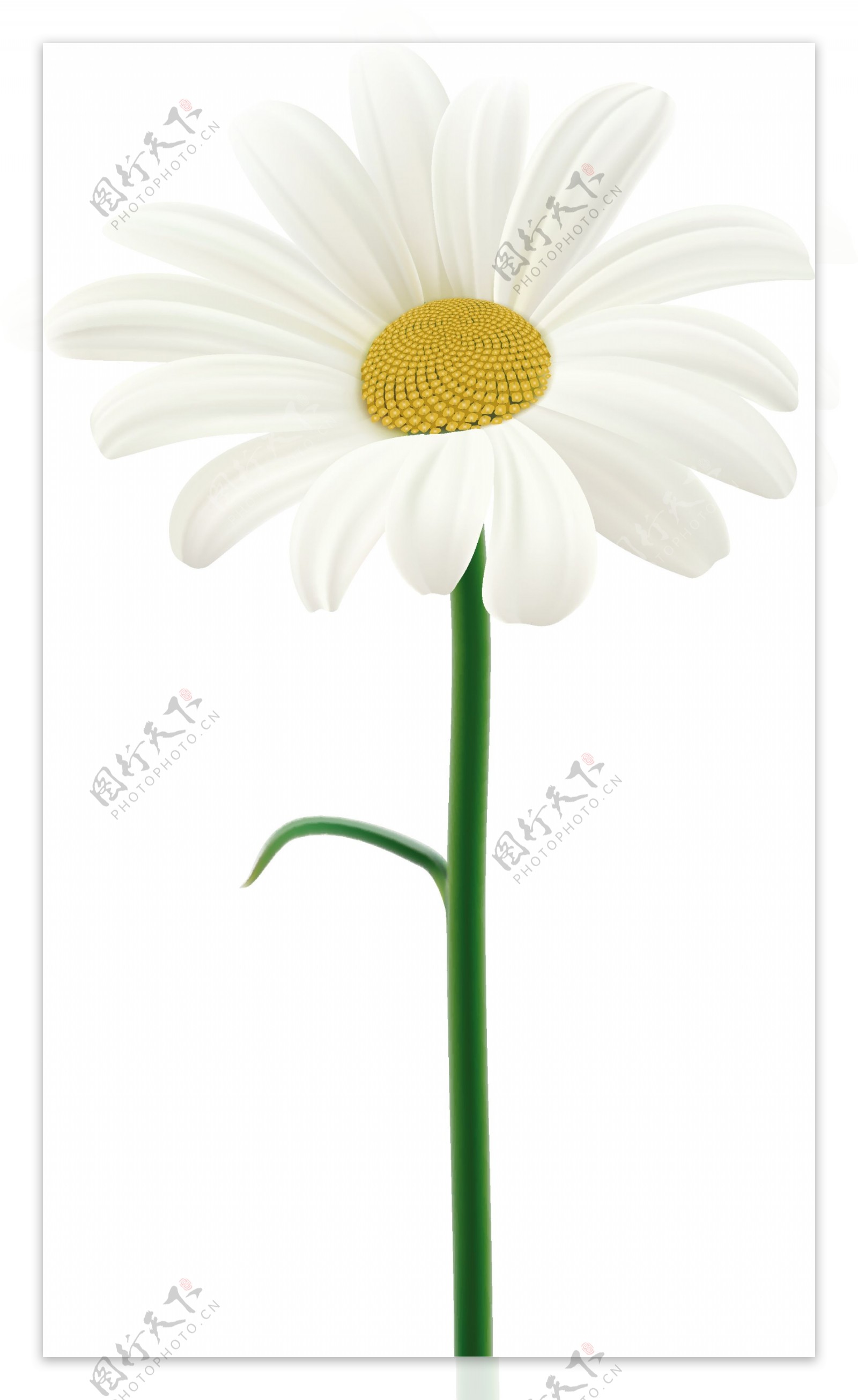 单根盛开的白色花朵矢量