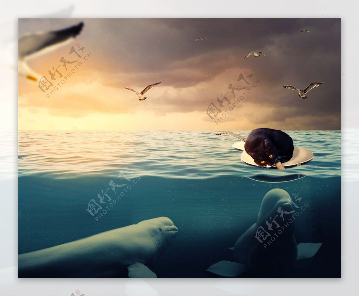 海上黎明猫与白鲸
