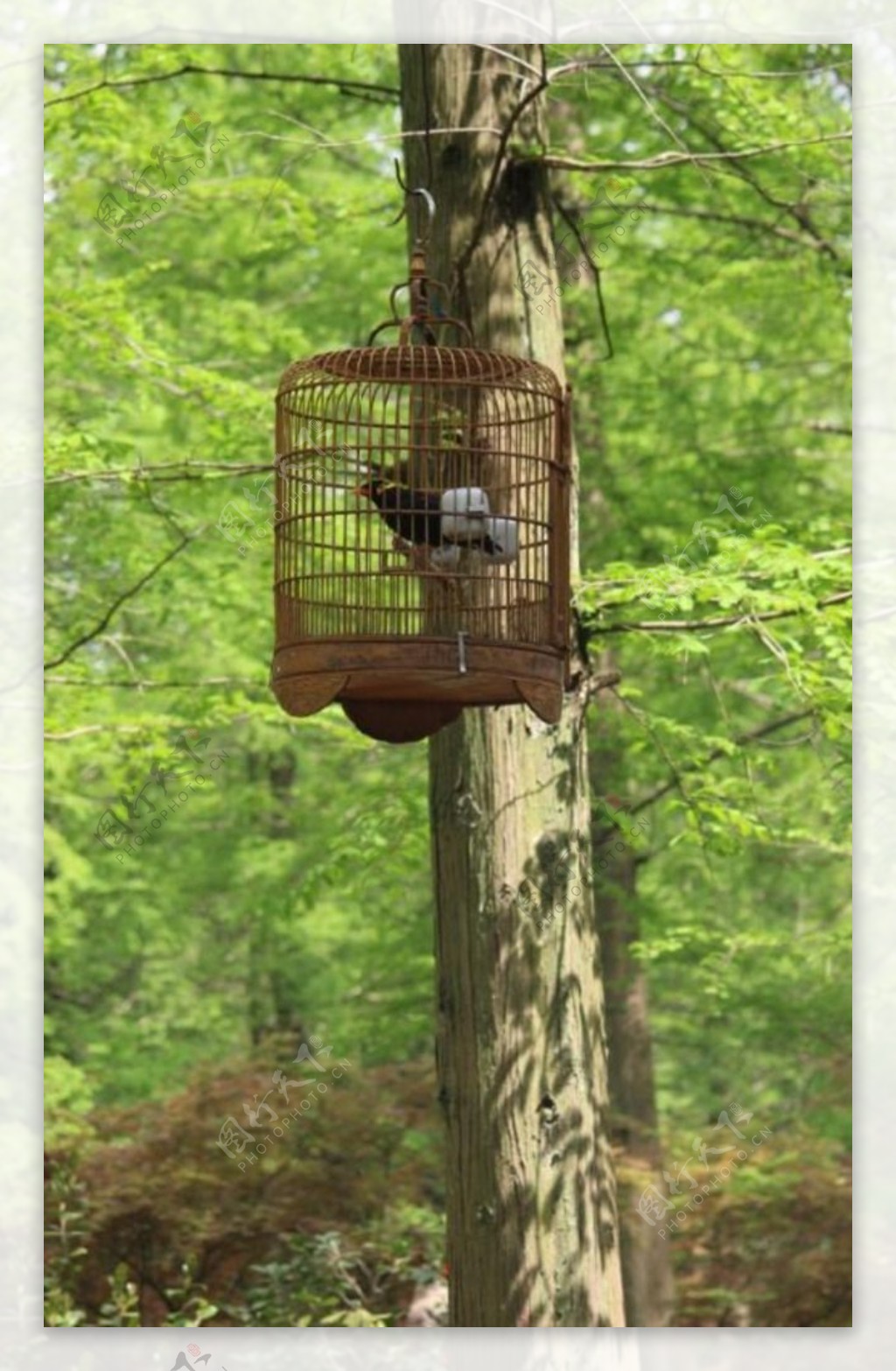 森林中的鸟笼