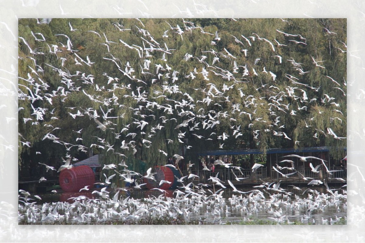 翠湖公园红嘴鸥
