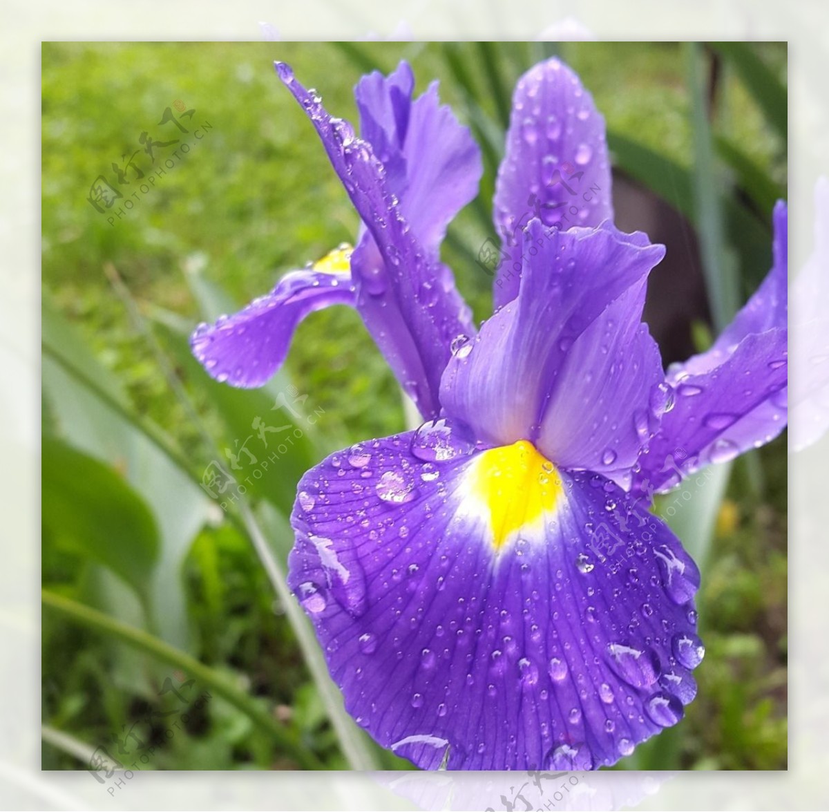 紫色鸢尾花开放