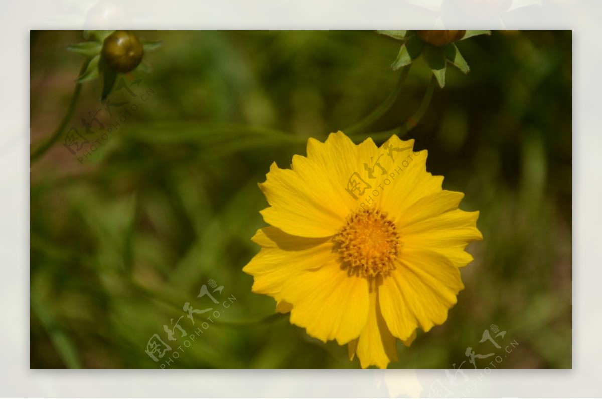 金鸡菊