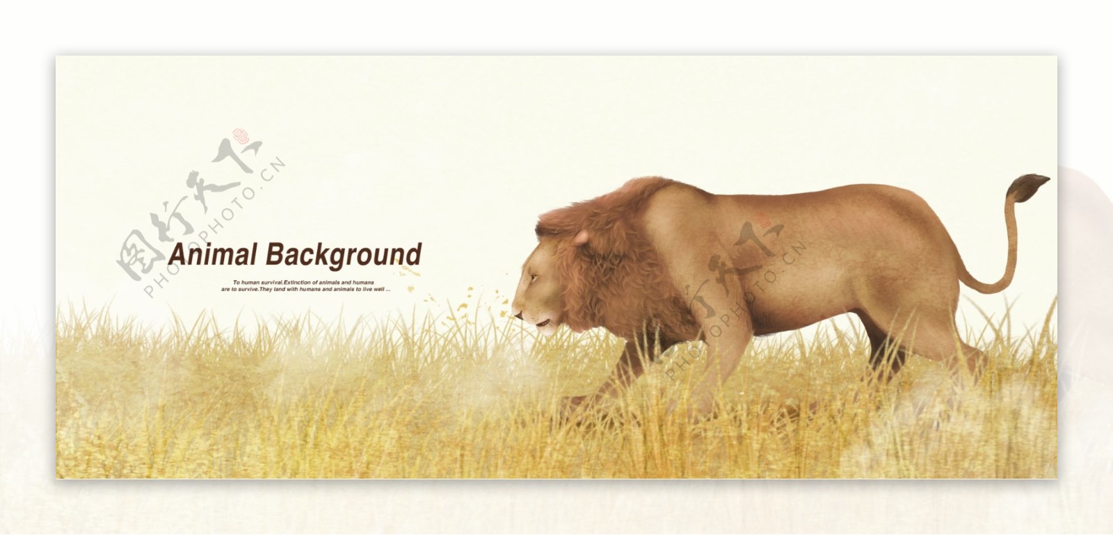 狮子动物海报展示